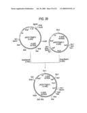 GLYCOENGINEERED, RECOMBINANT ANTIBODY diagram and image