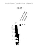 GLYCOENGINEERED, RECOMBINANT ANTIBODY diagram and image