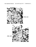 SYNTHETIC ENZYMES DERIVED FROM COMPUTATIONAL DESIGN diagram and image