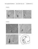 PLANT EGG CELL TRANSCRIPTIONAL CONTROL SEQUENCES diagram and image