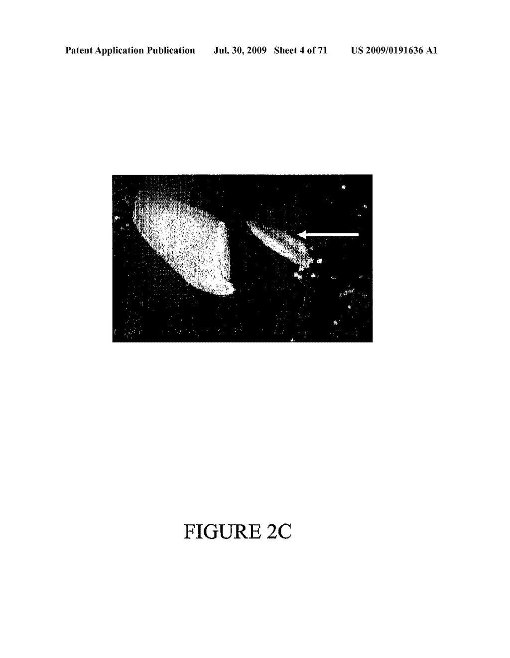 Method of Producing Transgenic Graminaceous Cells and Plants - diagram, schematic, and image 05