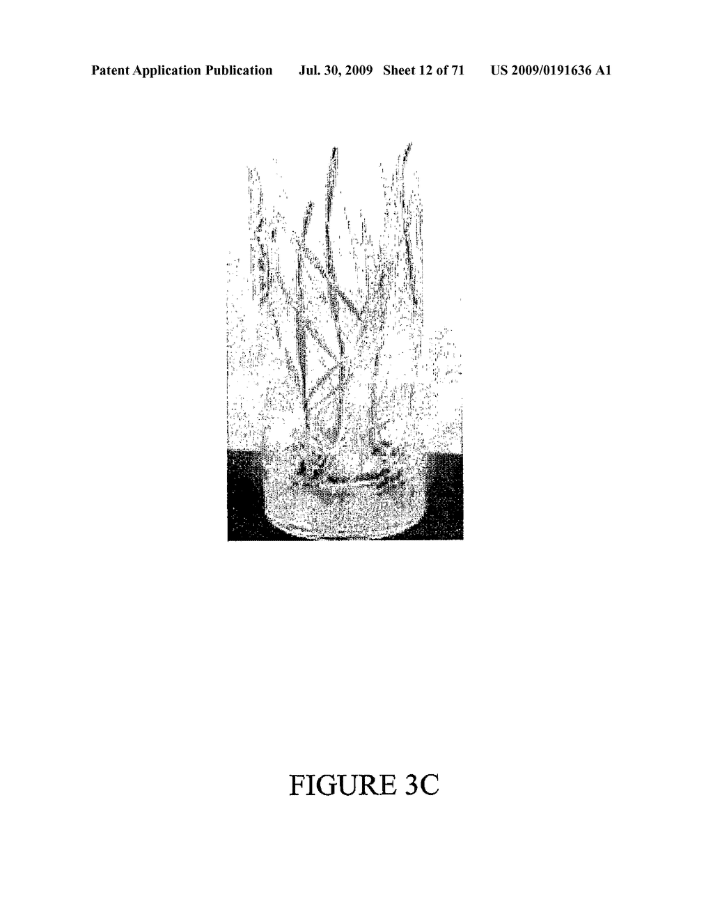 Method of Producing Transgenic Graminaceous Cells and Plants - diagram, schematic, and image 13