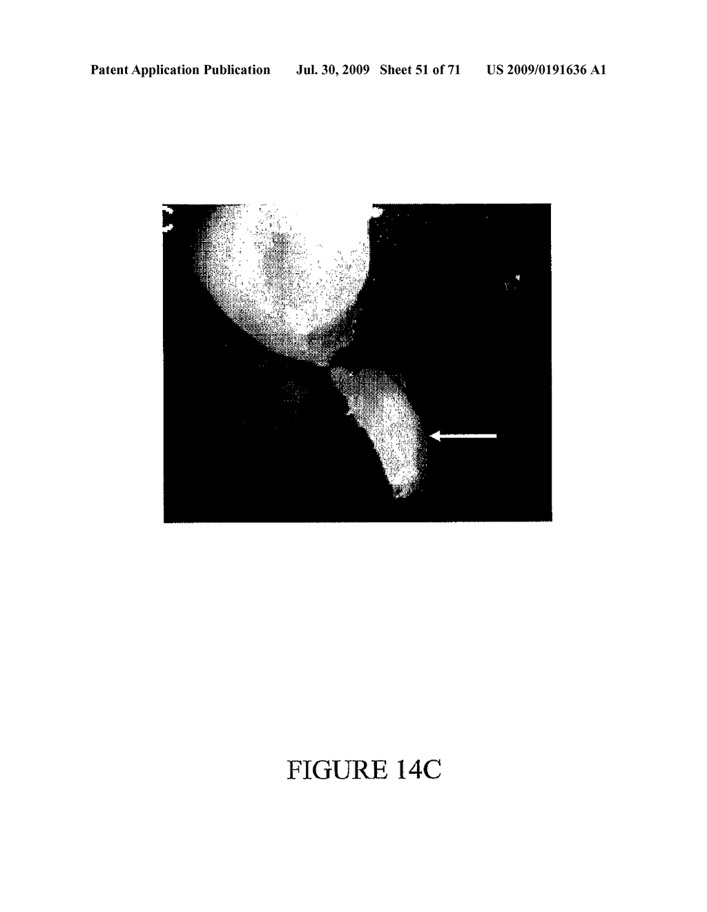 Method of Producing Transgenic Graminaceous Cells and Plants - diagram, schematic, and image 52