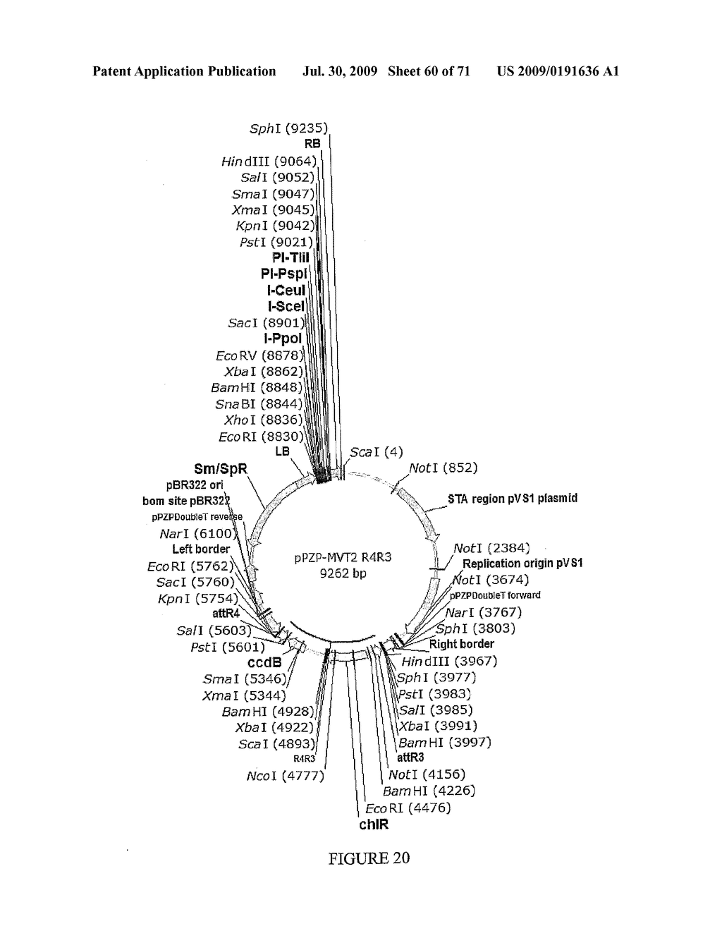 Method of Producing Transgenic Graminaceous Cells and Plants - diagram, schematic, and image 61