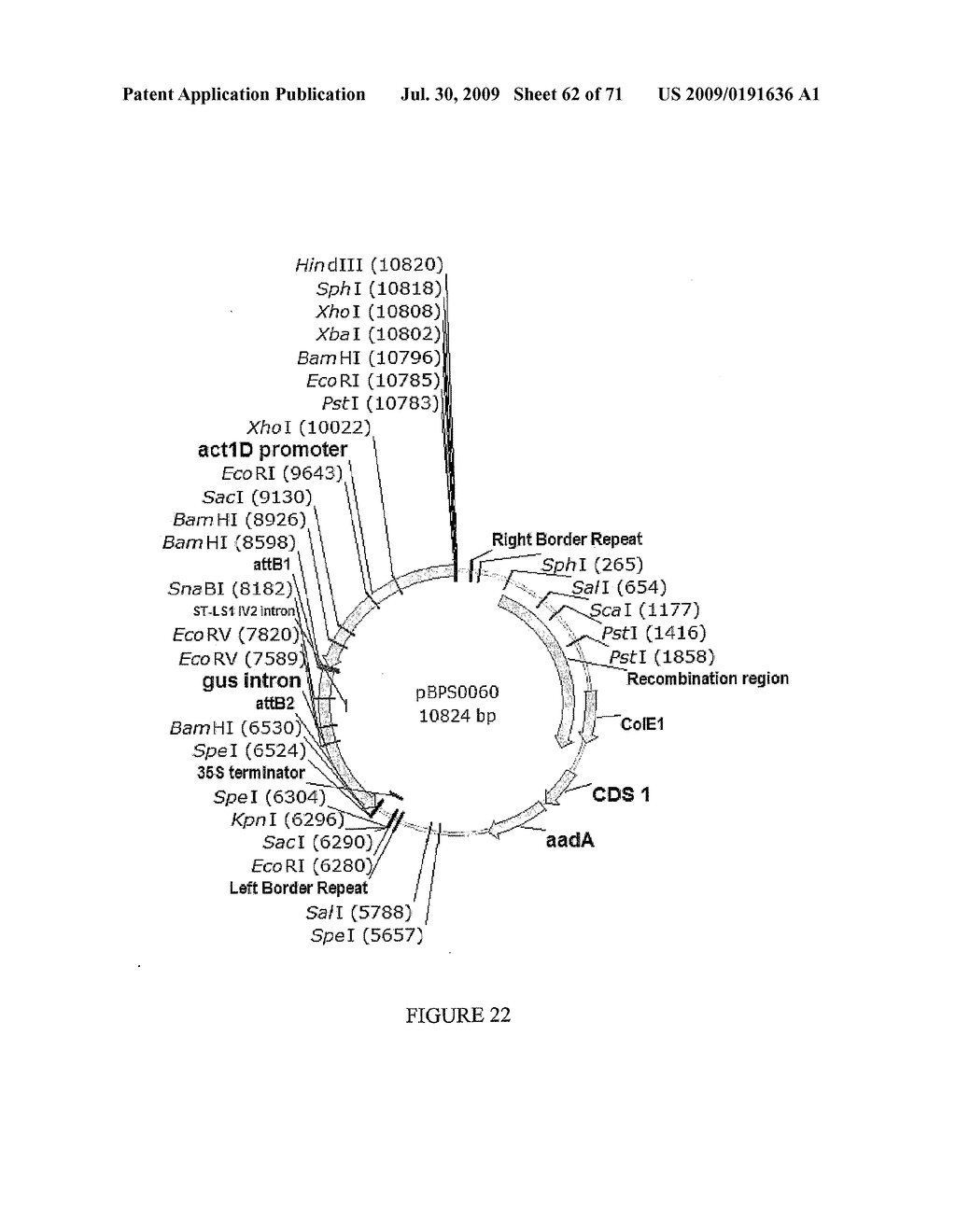 Method of Producing Transgenic Graminaceous Cells and Plants - diagram, schematic, and image 63