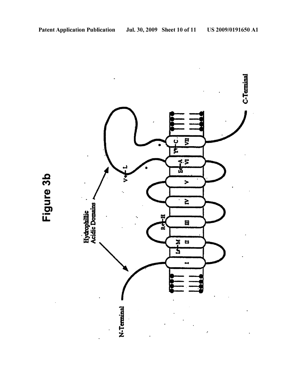 ANTIBODY SPECIFIC FOR MUTANT PRESENILIN 1 AND METHOD OF USE THEREOF - diagram, schematic, and image 11