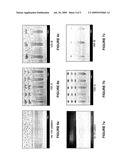 DENSE FLUID COMPOSITIONS FOR REMOVAL OF HARDENED PHOTORESIST, POST-ETCH RESIDUE AND/OR BOTTOM ANTI-REFLECTIVE COATING diagram and image