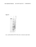 Methods and Compositions Using Klotho-FGF Fusion Polypeptides diagram and image