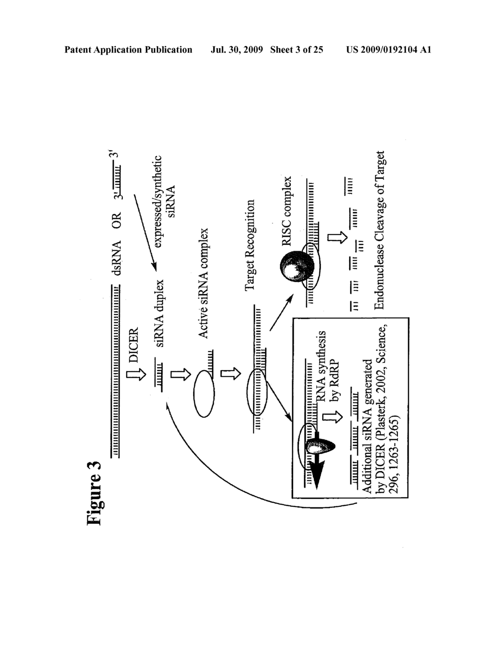 RNA INTERFERENCE MEDIATED INHIBITION OF HYPOXIA INDUCIBLE FACTOR 1 (HIF1) GENE EXPRESSION USING SHORT INTERFERING NUCLEIC ACID (siNA) - diagram, schematic, and image 04