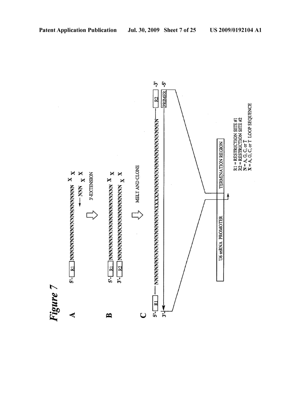 RNA INTERFERENCE MEDIATED INHIBITION OF HYPOXIA INDUCIBLE FACTOR 1 (HIF1) GENE EXPRESSION USING SHORT INTERFERING NUCLEIC ACID (siNA) - diagram, schematic, and image 08