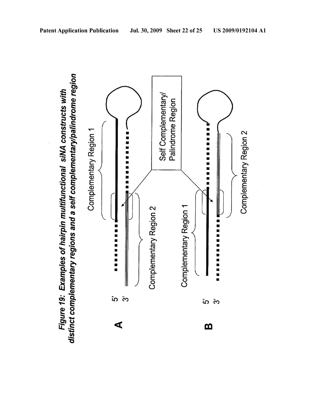 RNA INTERFERENCE MEDIATED INHIBITION OF HYPOXIA INDUCIBLE FACTOR 1 (HIF1) GENE EXPRESSION USING SHORT INTERFERING NUCLEIC ACID (siNA) - diagram, schematic, and image 23