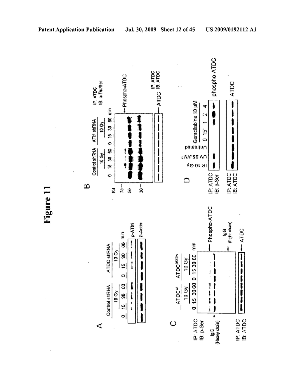 COMPOSITIONS AND METHODS FOR TREATING CANCER - diagram, schematic, and image 13