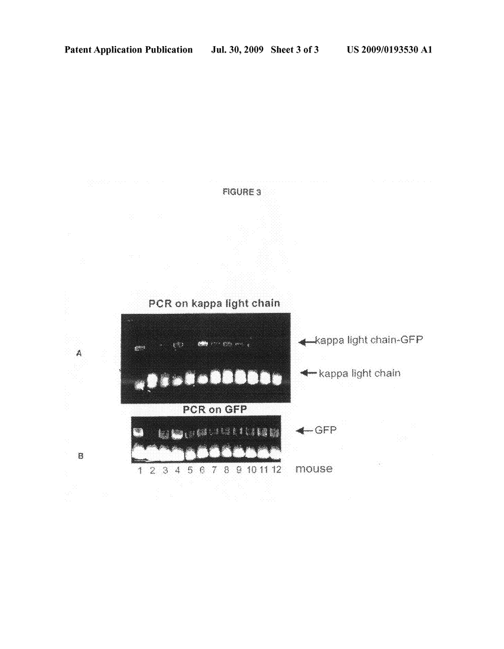 Animals, cells and methods for production of detectably-labeled antibodies - diagram, schematic, and image 04