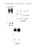 Methods and compositions for RNA Interference diagram and image