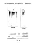 Methods and compositions for RNA Interference diagram and image