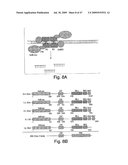 Methods and compositions for RNA Interference diagram and image