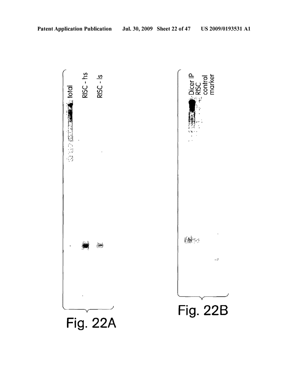 Methods and compositions for RNA Interference - diagram, schematic, and image 23