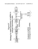 Methods and compositions for RNA Interference diagram and image