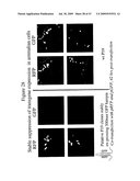 Methods and compositions for RNA Interference diagram and image