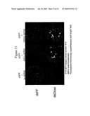 Methods and compositions for RNA Interference diagram and image