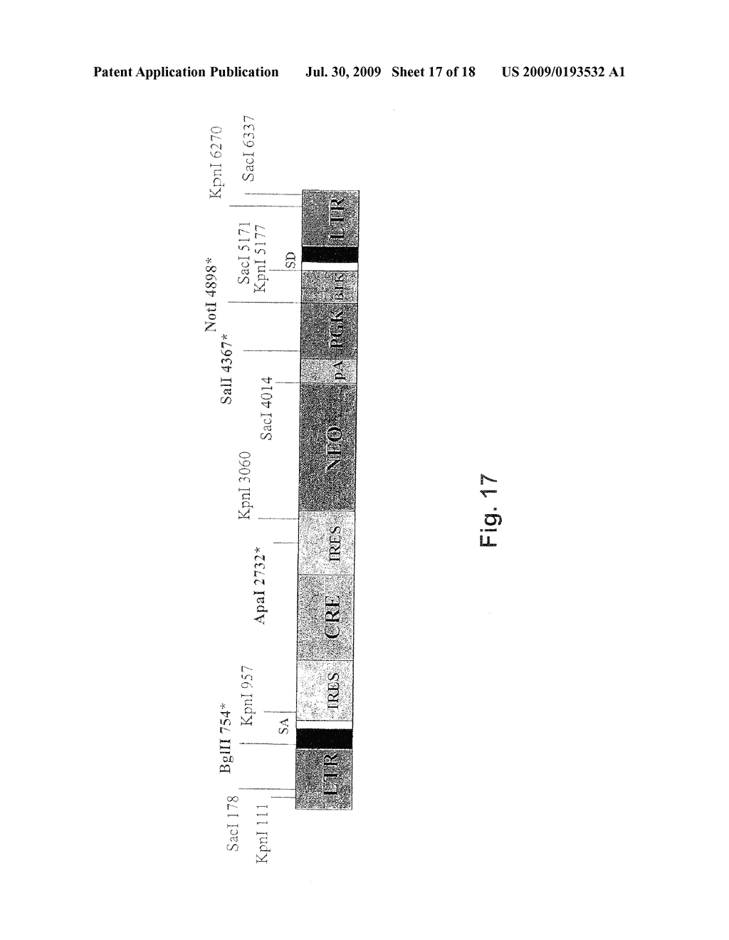 Genetically Engineered and Phenotyped Mice and Stem Cell Clones for Producing the Same - diagram, schematic, and image 18