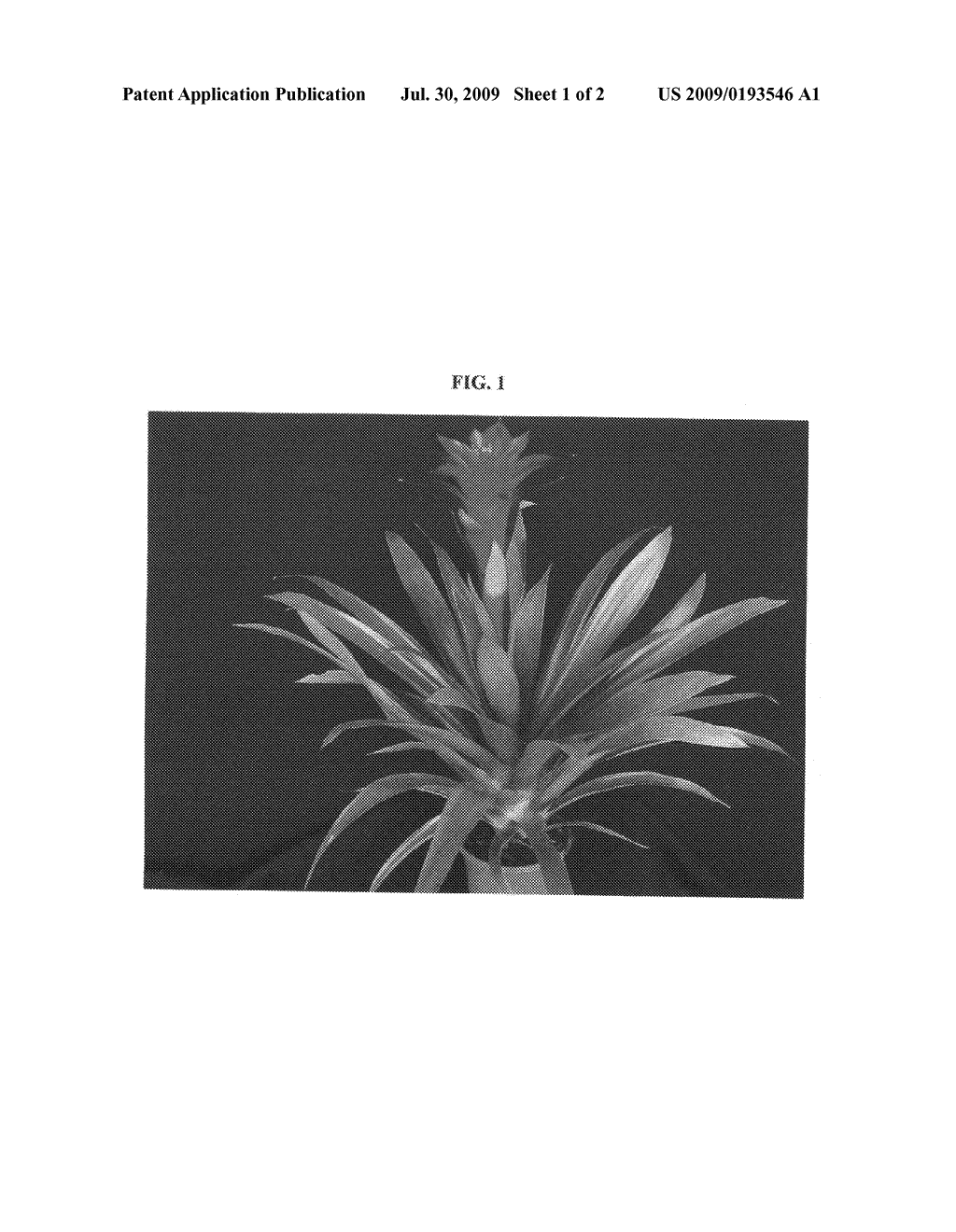 Guzmania hybrid named 'METEOR' - diagram, schematic, and image 02