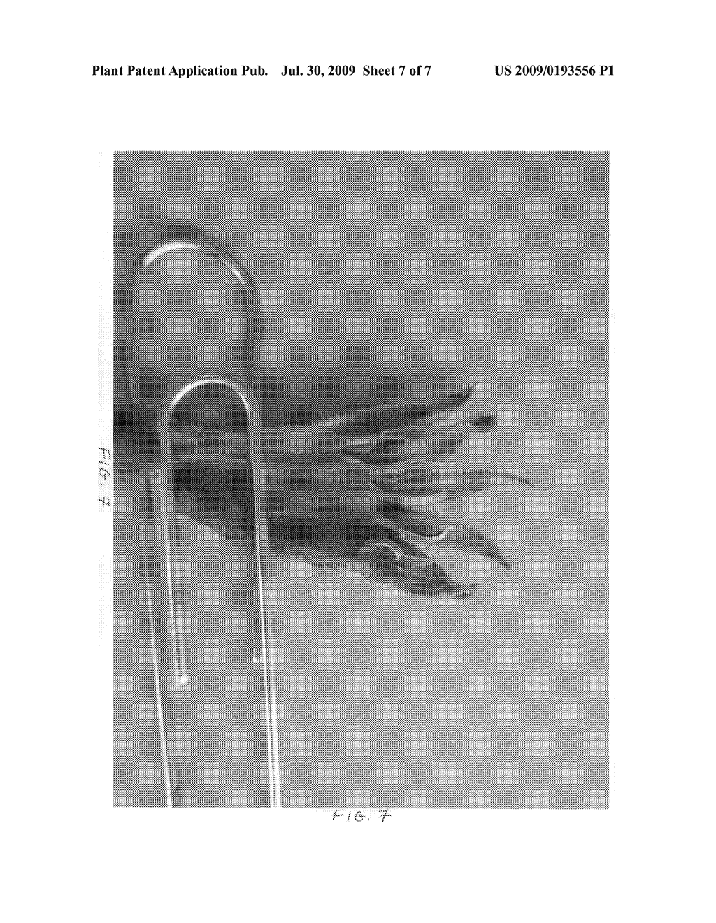 Anigozanthos hybrid plant named 'Regal Velvet' - diagram, schematic, and image 10