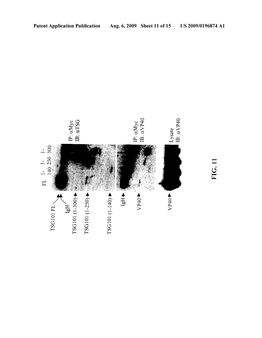 ANTI-TSG101 ANTIBODIES AND THEIR USES FOR TREATMENT OF VIRAL INFECTIONS - diagram, schematic, and image 12