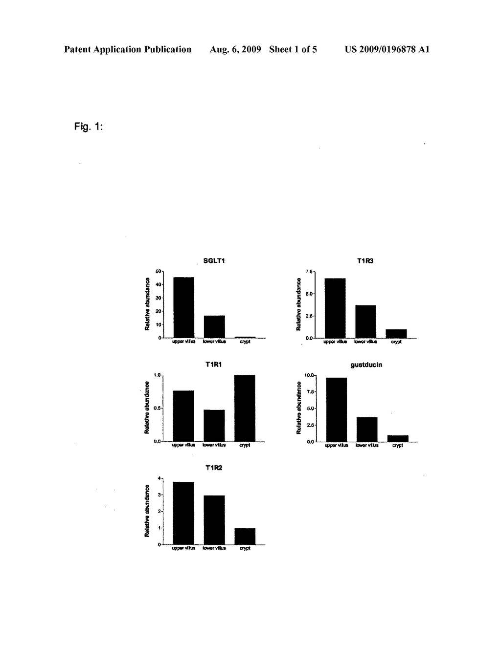 Intestinal epithelial glucose sensor - diagram, schematic, and image 02