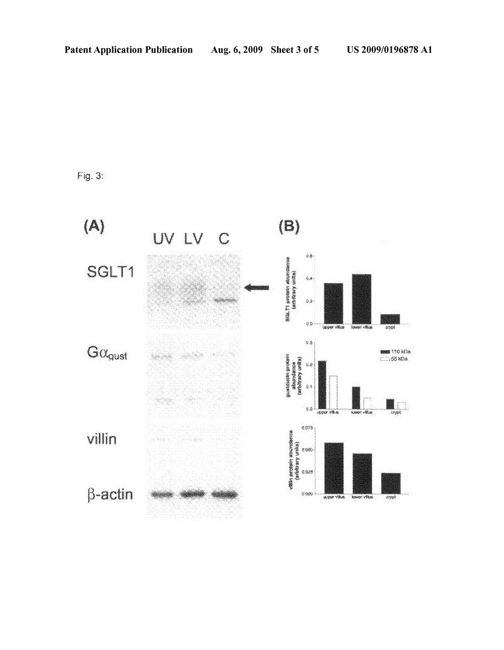 Intestinal epithelial glucose sensor - diagram, schematic, and image 04