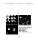 BIOSYNTHESES OF SALINOSPORAMIDE A AND ITS ANALOGS AND RELATED METHODS OF MAKING SALINOSPORAMIDE A AND ITS ANALOGS diagram and image