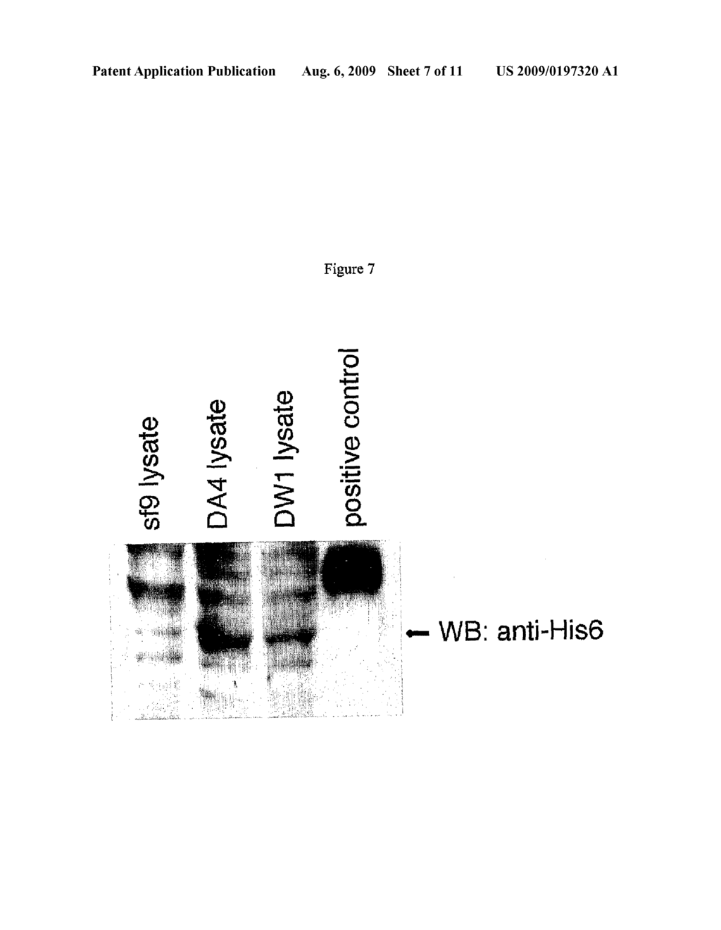 ANCESTRAL DENGUE VIRUS ENVELOPE PROTEIN - diagram, schematic, and image 08