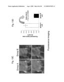 VINYL PHOSPHONATE LYSOPHOSPHATIDIC ACID RECEPTOR ANTAGONISTS diagram and image