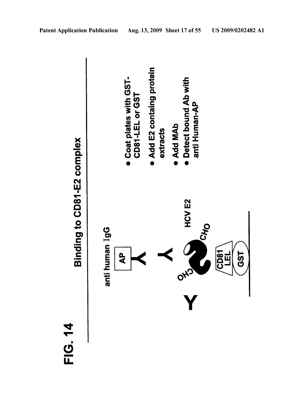 Prevention and Treatment of HCV Infection Employing Antibodies Directed Against Conformational and Linear Epitopes - diagram, schematic, and image 18