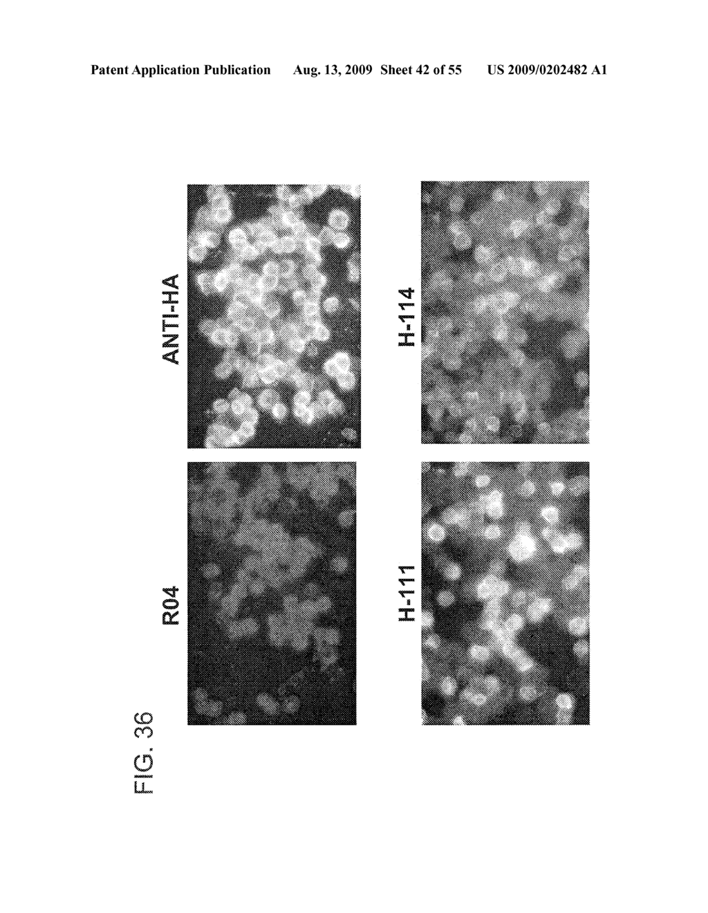 Prevention and Treatment of HCV Infection Employing Antibodies Directed Against Conformational and Linear Epitopes - diagram, schematic, and image 43