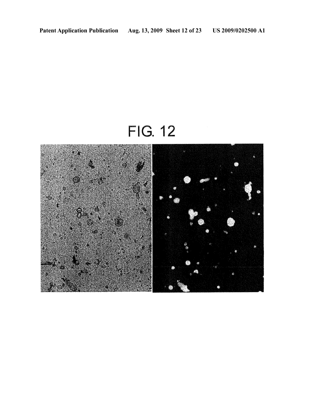 Pharmaceuticals That Promote Functional Regeneration of Damaged Tissues - diagram, schematic, and image 13