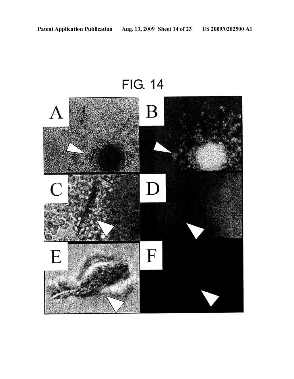 Pharmaceuticals That Promote Functional Regeneration of Damaged Tissues - diagram, schematic, and image 15