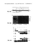 Antibodies against anthrax protective antigen diagram and image