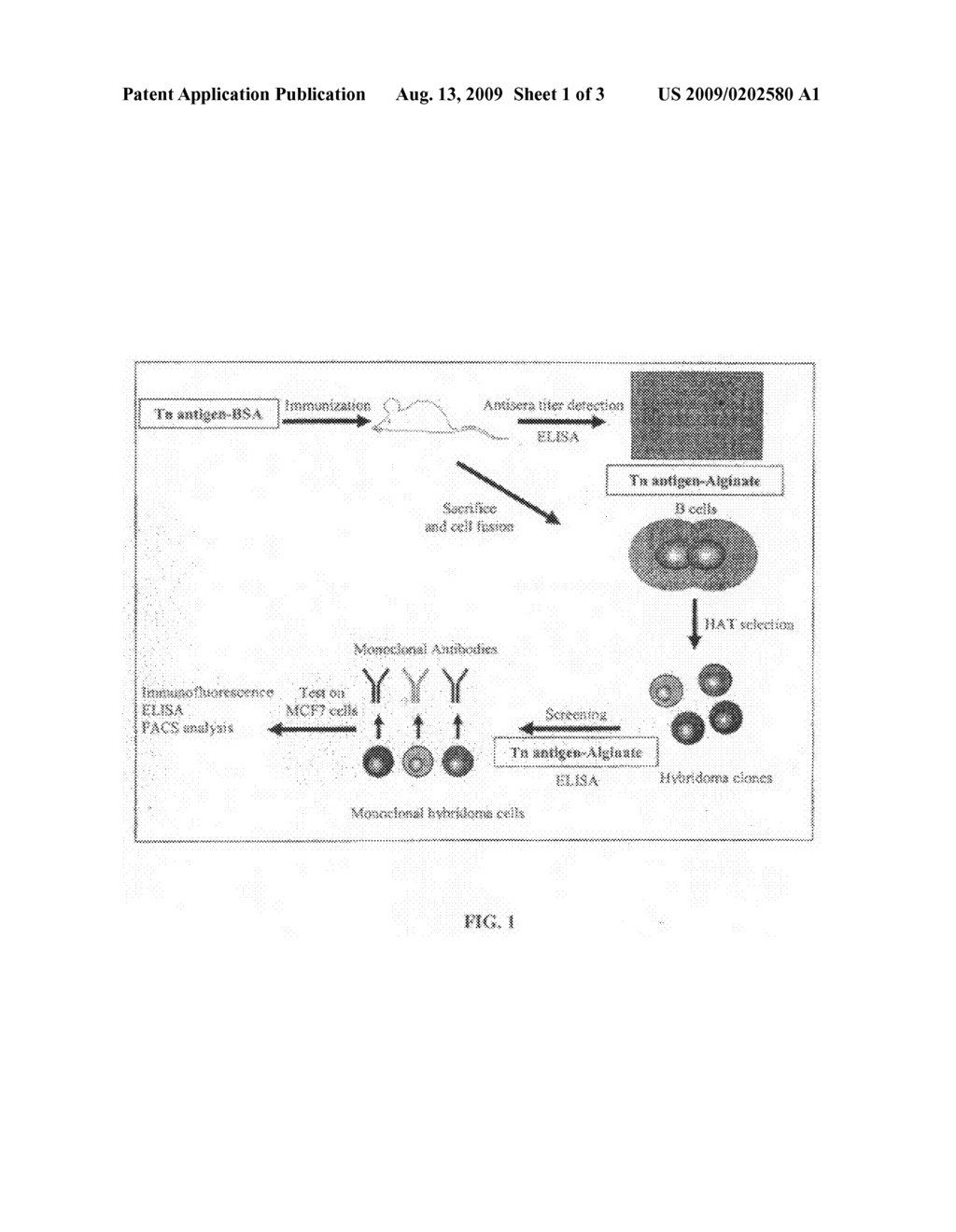 METHOD FOR THE PREPARATION OF SPECIFIC ANTIBODIES AGAINST SACCHARIDIC ANTIGENS - diagram, schematic, and image 02