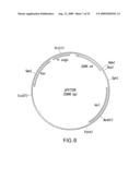 Novel immunogenic compositions for the prevention and treatment of meningococcal disease diagram and image