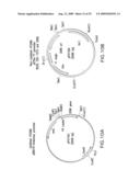Novel immunogenic compositions for the prevention and treatment of meningococcal disease diagram and image