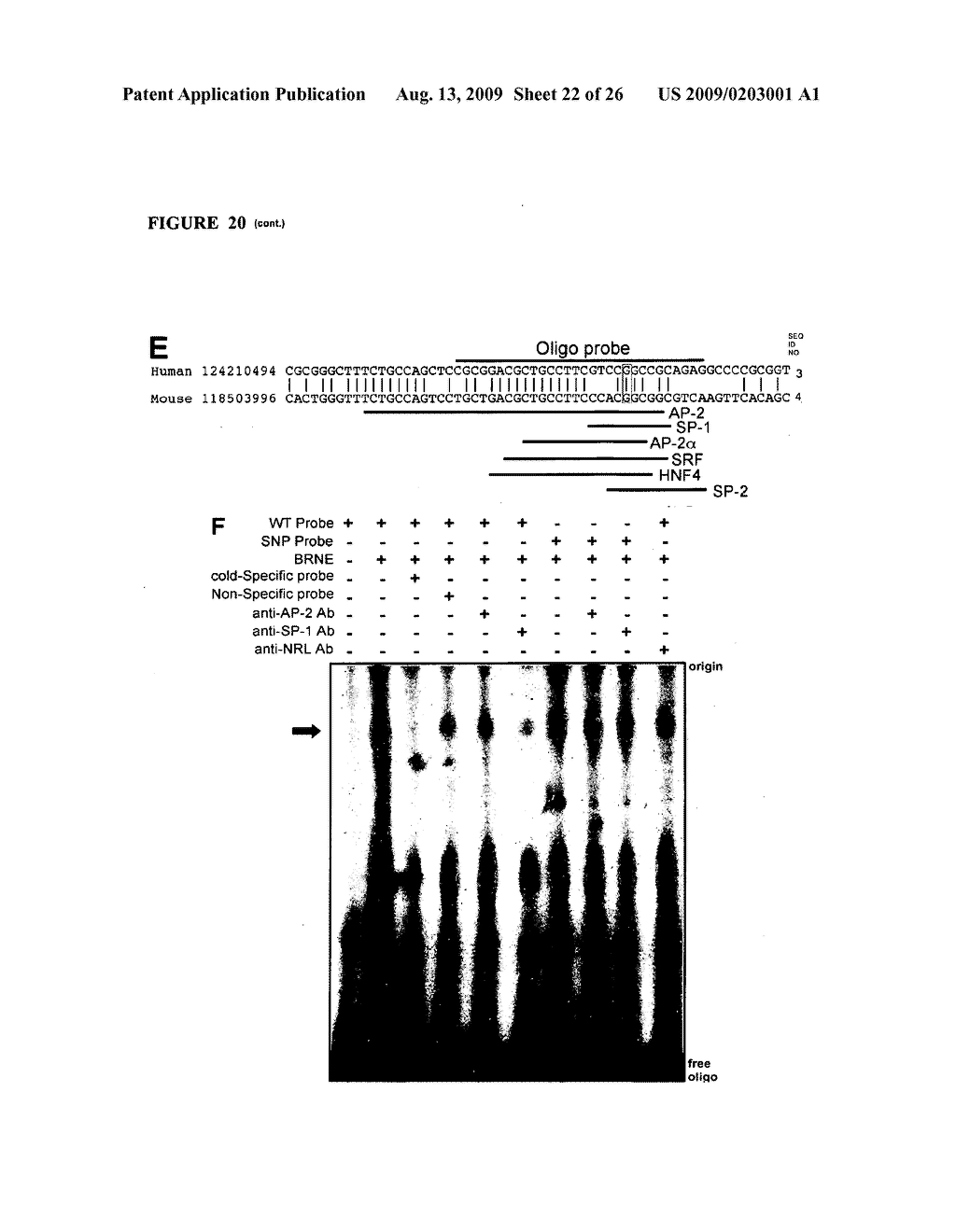 COMPOSITIONS AND METHODS FOR DIAGNOSING AND TREATING MACULAR DEGENERATION - diagram, schematic, and image 23