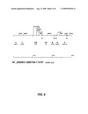 MSMB-gene based diagnosis, staging and prognosis of prostate cancer diagram and image