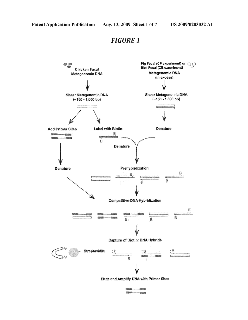 SPECIES-SPECIFIC PRIMER SETS AND IDENTIFICATION OF SPECIES-SPECIFIC DNA SEQUENCES USING GENOME FRAGMENT ENRICHMENT - diagram, schematic, and image 02