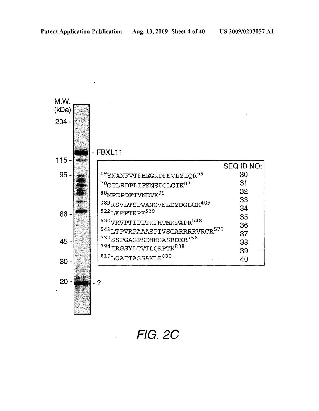 PROTEIN DEMETHYLASES COMPRISING A JMJC DOMAIN - diagram, schematic, and image 05