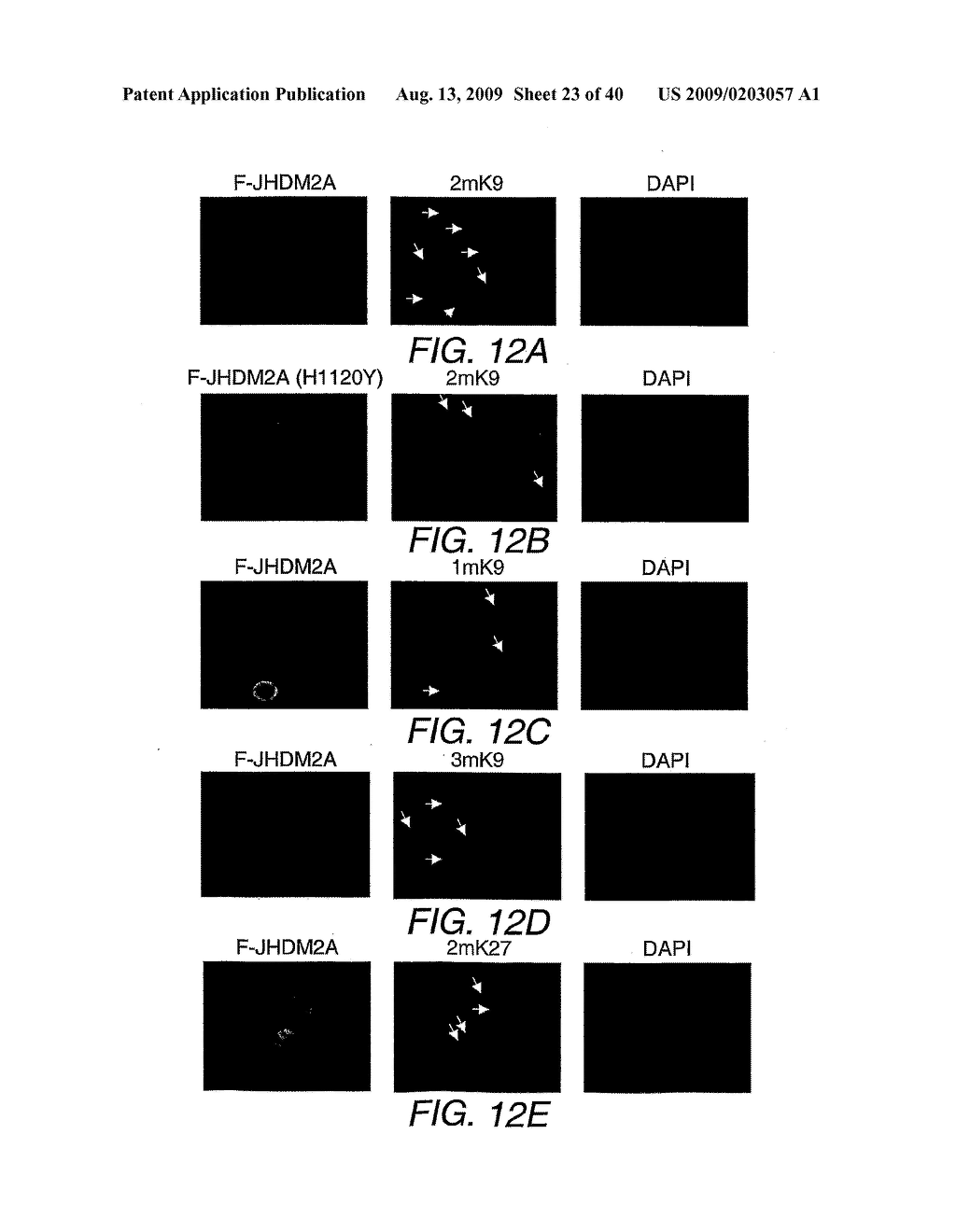 PROTEIN DEMETHYLASES COMPRISING A JMJC DOMAIN - diagram, schematic, and image 24