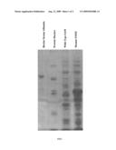 S-Adenosylmethionine Synthetase Mutants, the DNAs Encoding the Same and Uses of the Mutants diagram and image