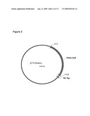 COMPOSITIONS AND METHODS FOR PRODUCING ISOPRENE diagram and image