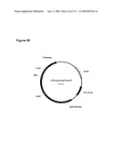 COMPOSITIONS AND METHODS FOR PRODUCING ISOPRENE diagram and image