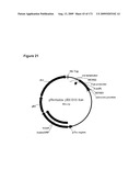 COMPOSITIONS AND METHODS FOR PRODUCING ISOPRENE diagram and image